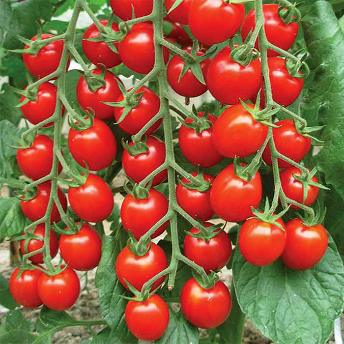 بذر گوجه چری قرمز درختی هیبرید وانیا سید مدل G14