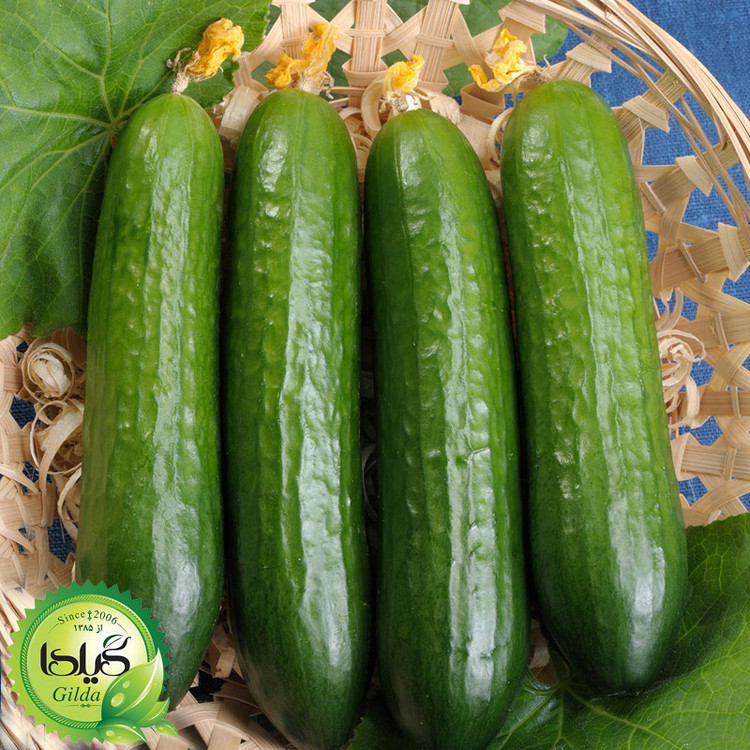 بذر خیار بوته ای گیلدا کد 636