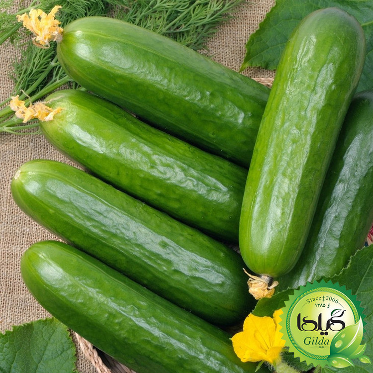 بذر خیار بوته ای گیلدا کد 636