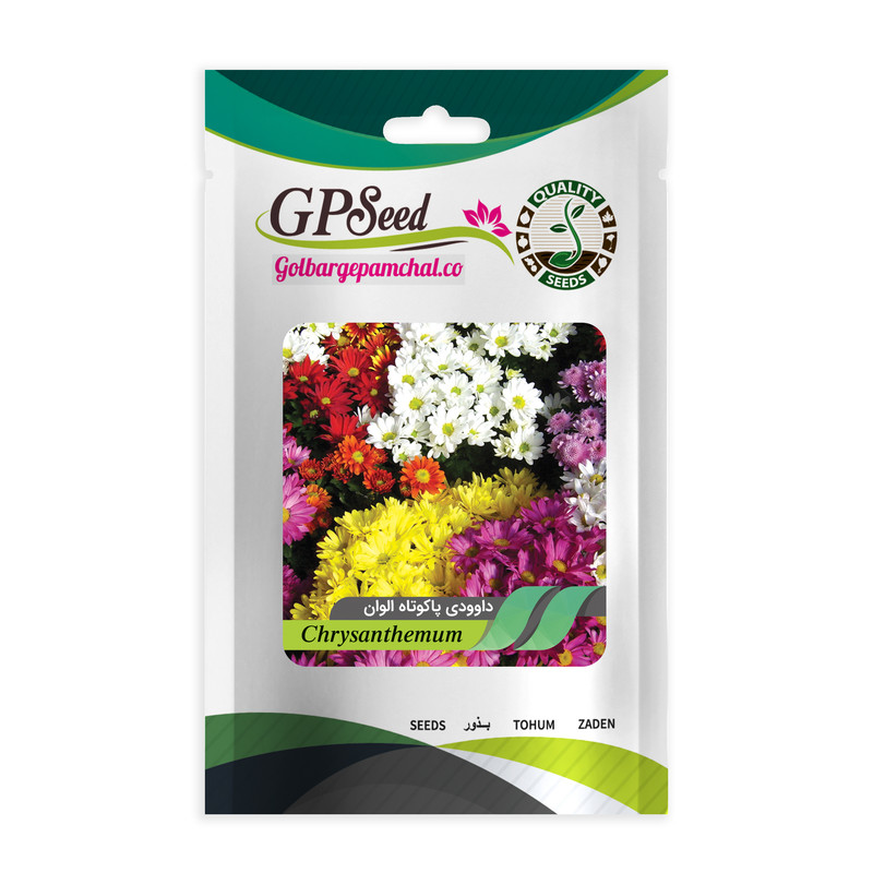 بذر گل داوودی پاکوتاه الوان گلبرگ پامچال کد GPF-316