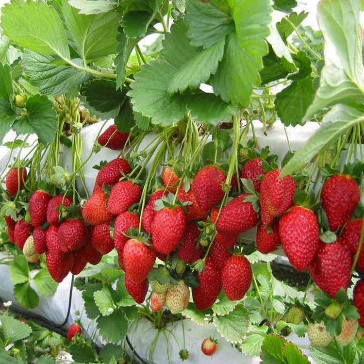 بذر توت فرنگی کاماروسا وانیا سید مدل H25