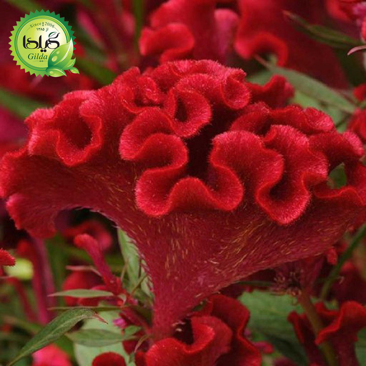 بذر تاج خروس چتری گیلدا کد 801