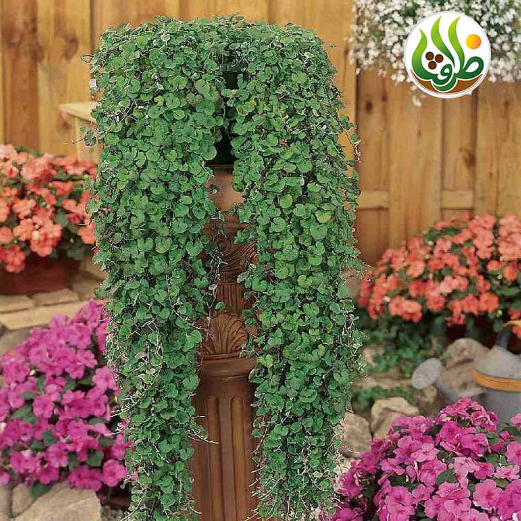 بذر چمن دایکوندرا ظرافت مدل BZ18069 بسته 3 عددی