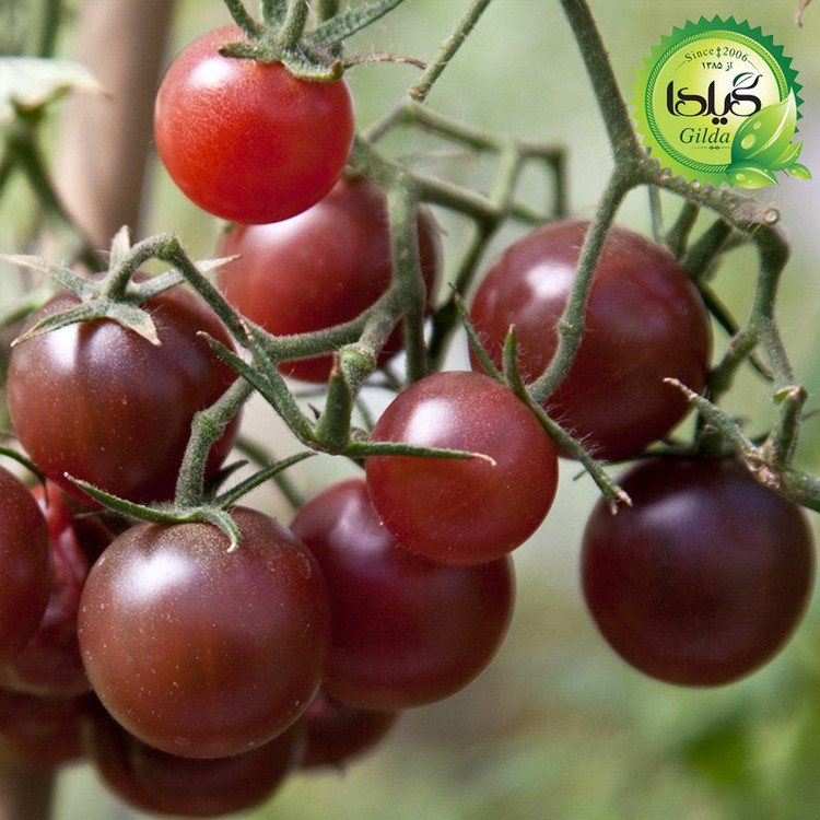 بذر گوجه گیلدا کد 096 مجموعه 8 عددی