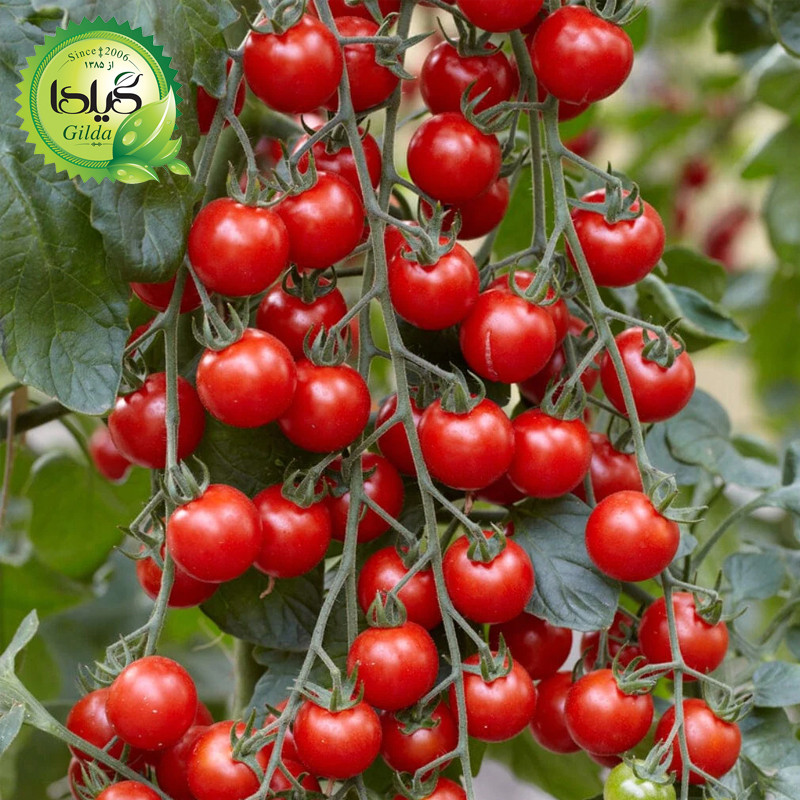 بذر گوجه گیلدا کد 096 مجموعه 8 عددی