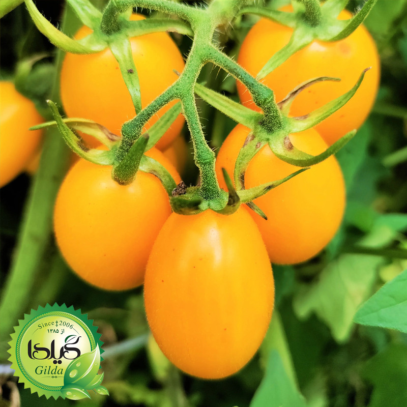 بذر گوجه گیلدا کد 096 مجموعه 8 عددی
