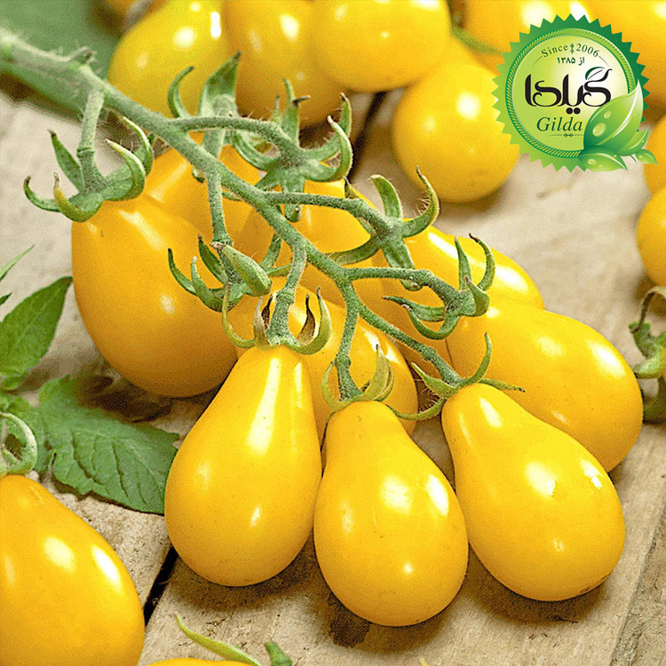 بذر گوجه گیلدا کد 096 مجموعه 8 عددی
