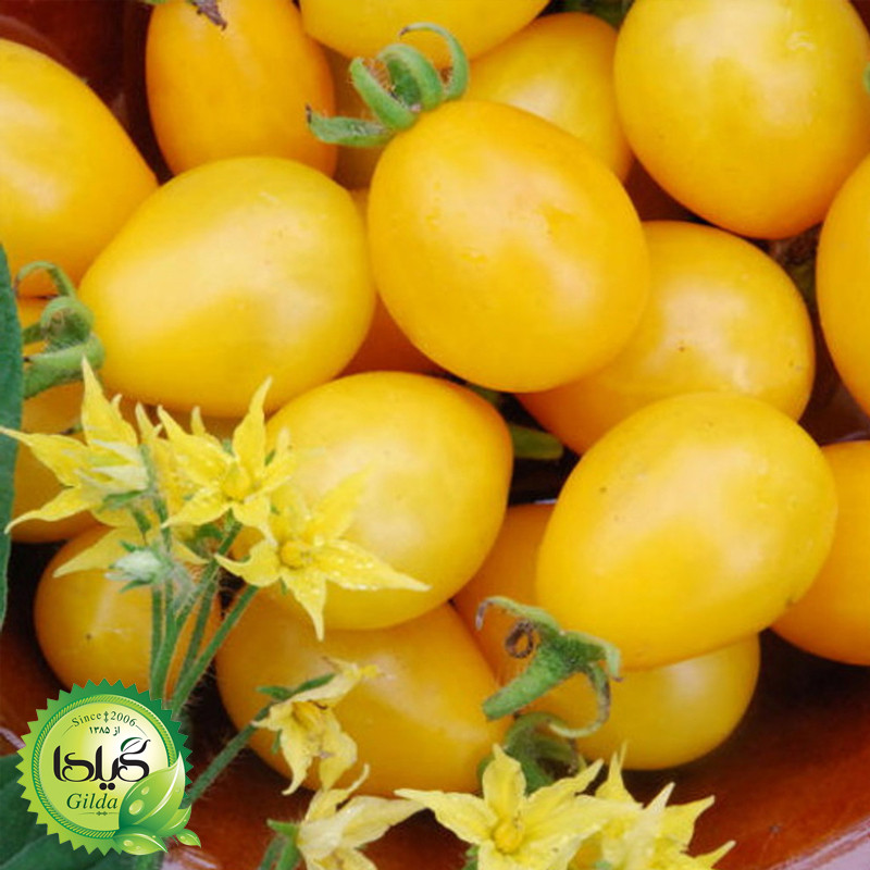 بذر گوجه گیلدا کد 096 مجموعه 8 عددی