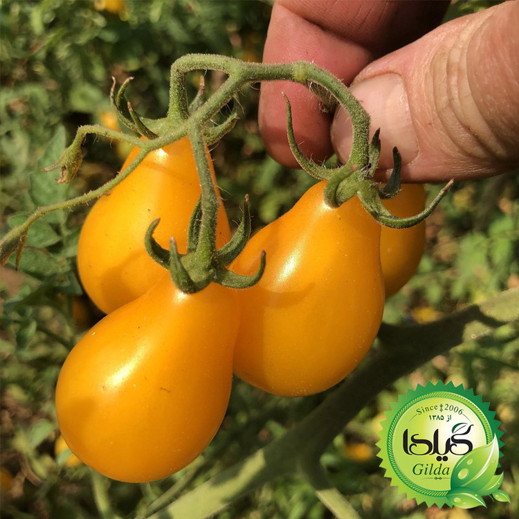 بذر گوجه گیلدا کد 096 مجموعه 8 عددی
