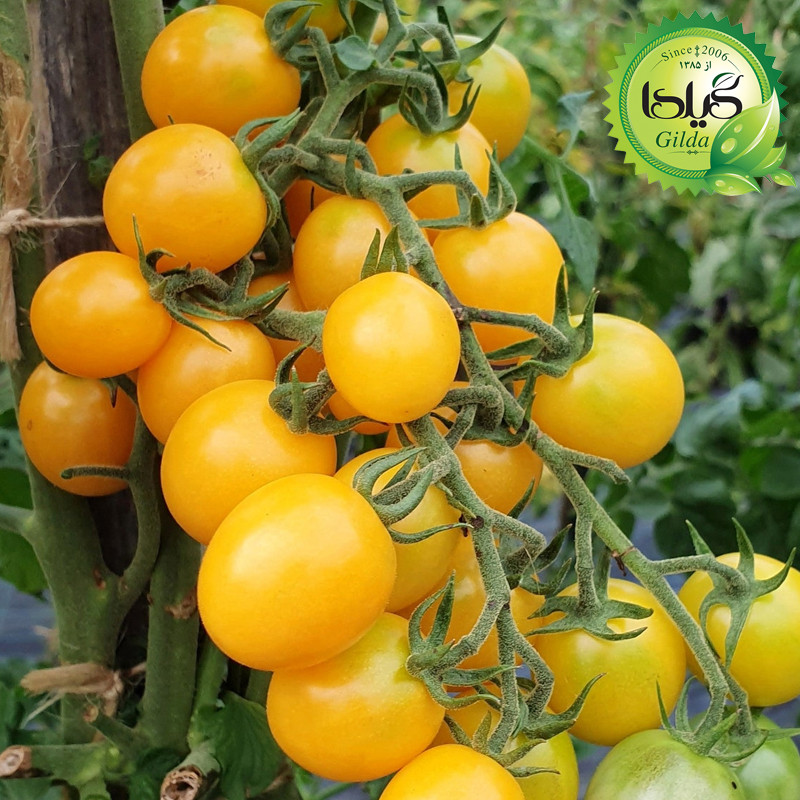 بذر گوجه گیلدا کد 096 مجموعه 8 عددی