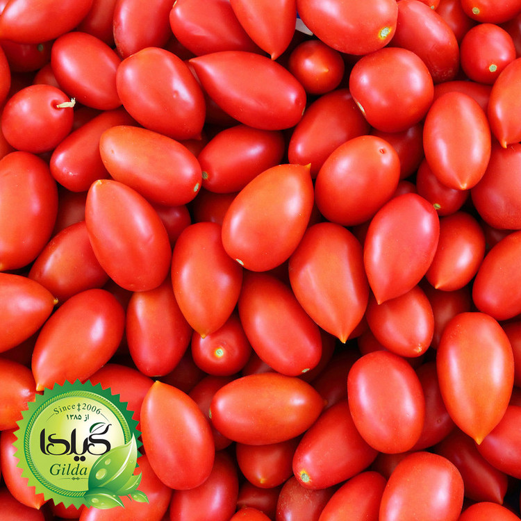 بذر گوجه ریز زیتونی گیلدا کد 572