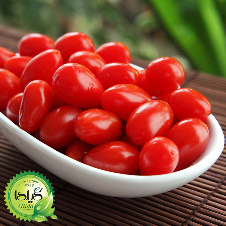 بذر گوجه ریز زیتونی گیلدا کد 572