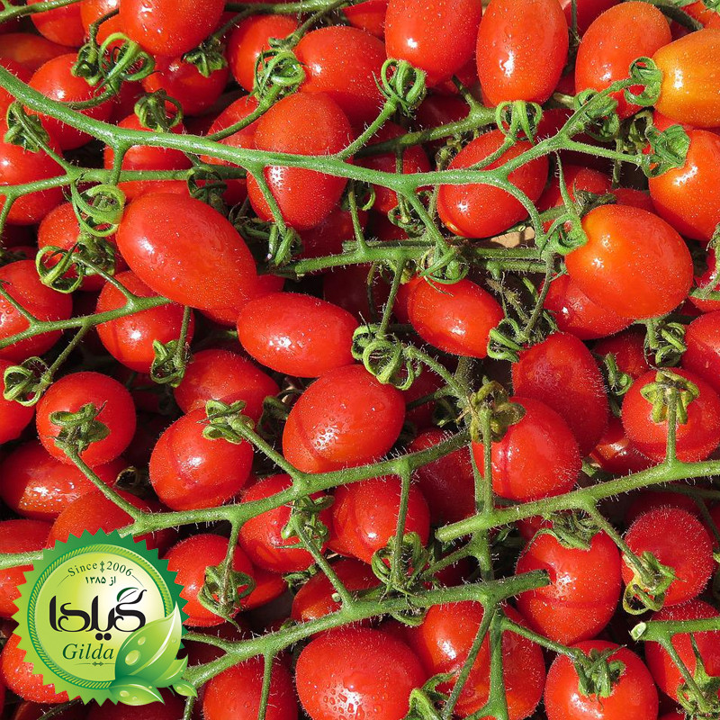 بذر گوجه ریز زیتونی گیلدا کد 572