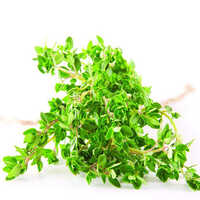 بذر گیاه آویشن باغی وانیا سید مدل S45