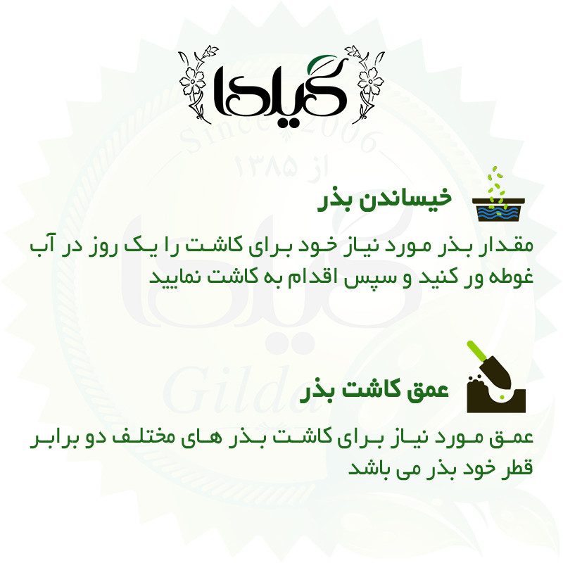 بذر خیار بوته ای آریا گیلدا کد 641