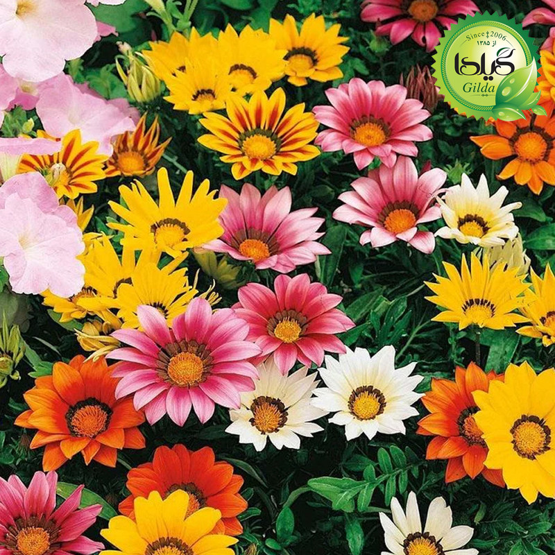 بذر گازانیا الوان گیلدا کد 815