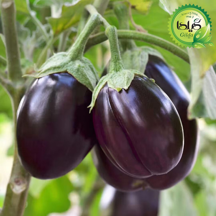 بذر بادمجان دلمه گیلدا کد 451