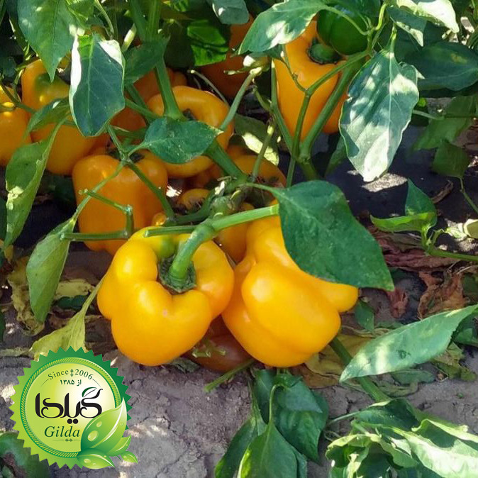 بذر فلفل دلمه زرد گیلدا کد 348