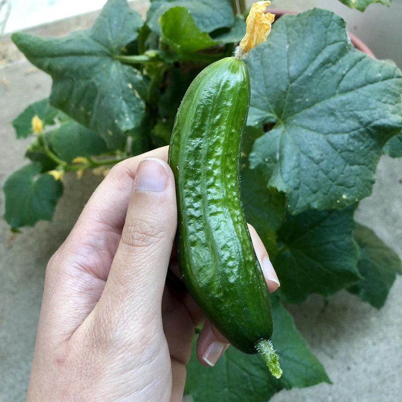 بذر خیار بوته ای وانیا سید مدل K11