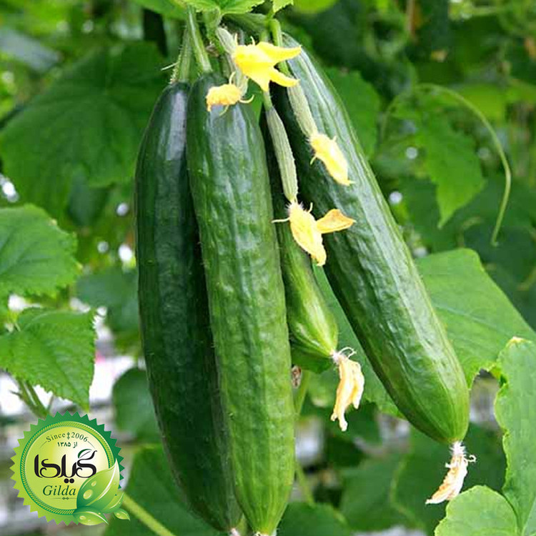 بذر خیار درختی گیلدا کد 647