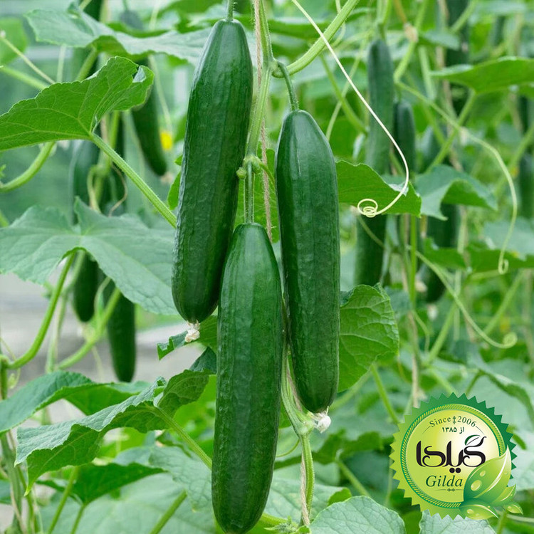 بذر خیار درختی گیلدا کد 647