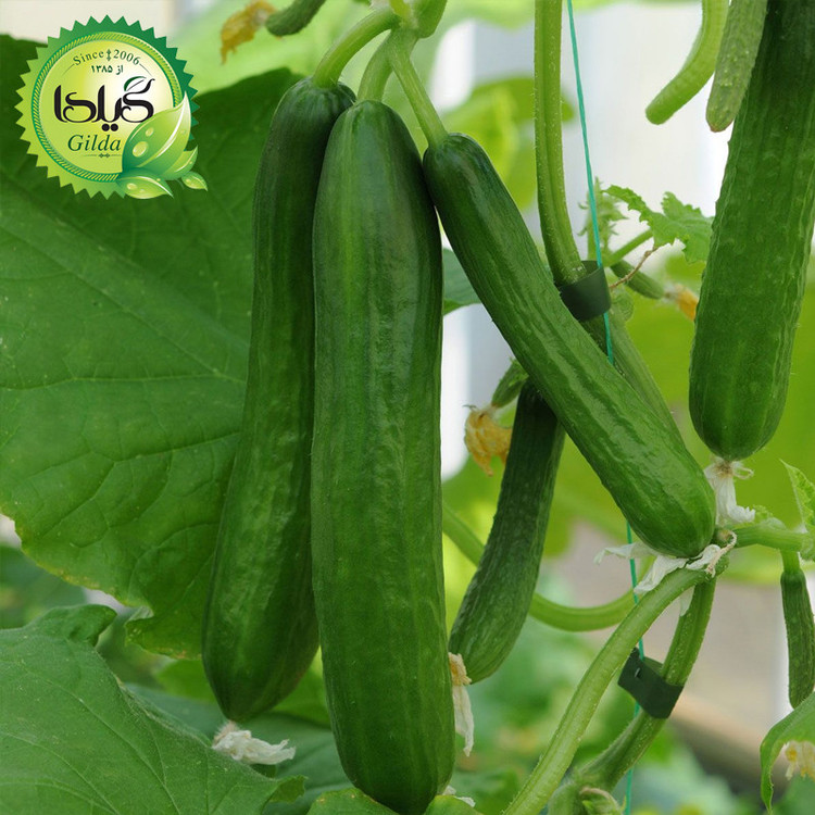بذر خیار درختی گیلدا کد 647