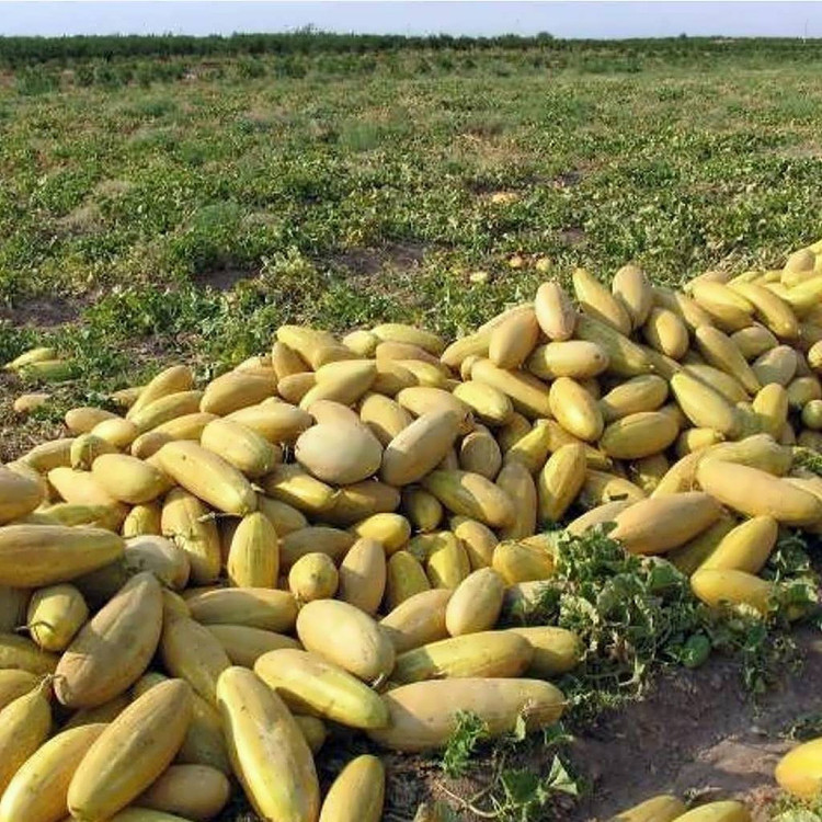 بذر خربزه مشهدی مینو کشیده ظرافت مدل BZ2216
