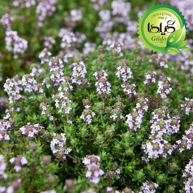 بذر آویشن باغی گیلدا کد 170