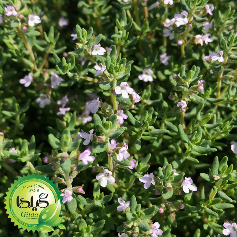 بذر آویشن باغی گیلدا کد 170