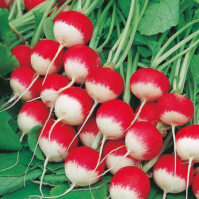 بذر تربچه دو رنگ گرین فارم کد 01 بسته 3 عددی