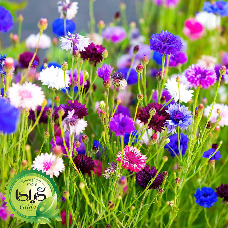 بذر گل گندم الوان گیلدا کد 970