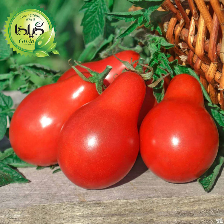 بذر گوجه ریز گلابی قرمز گیلدا کد 573