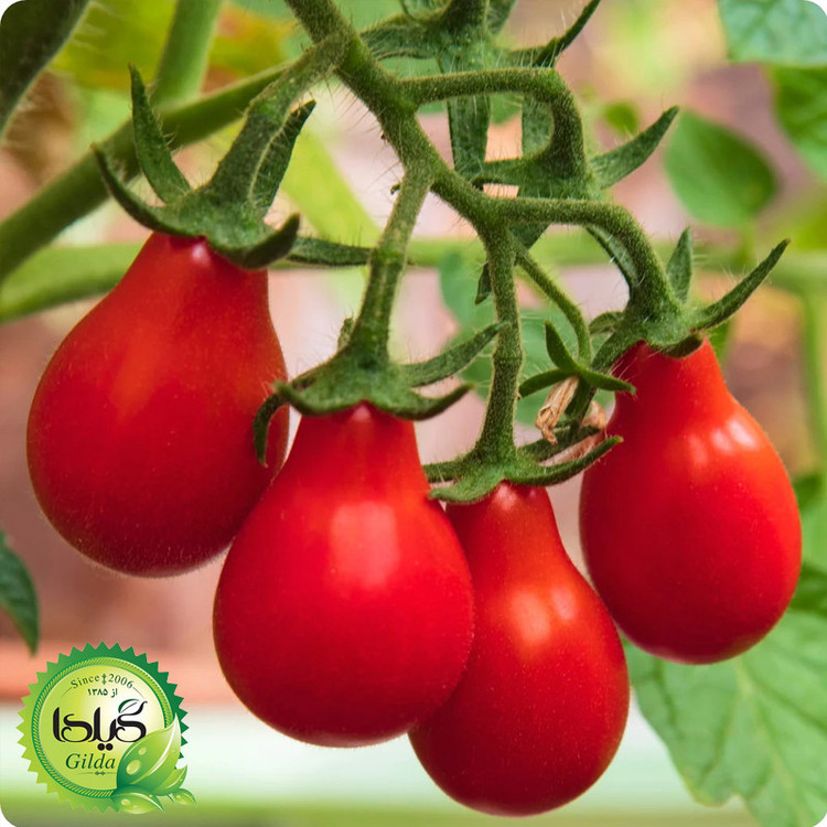 بذر گوجه ریز گلابی قرمز گیلدا کد 573