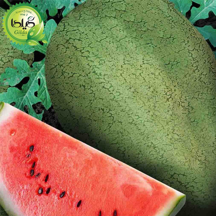 بذر هندوانه گیلدا کد 711
