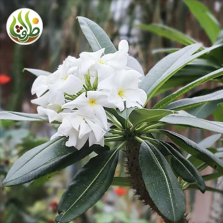 کود کامل تقویتی نخل ماداگاسکار ظرافت مدل KO21313 وزن 100 گرم