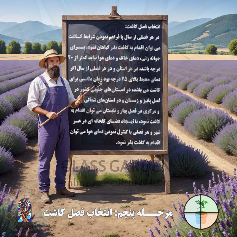 بذر بامیه قرمز کبود گلس گاردن مدل GL05