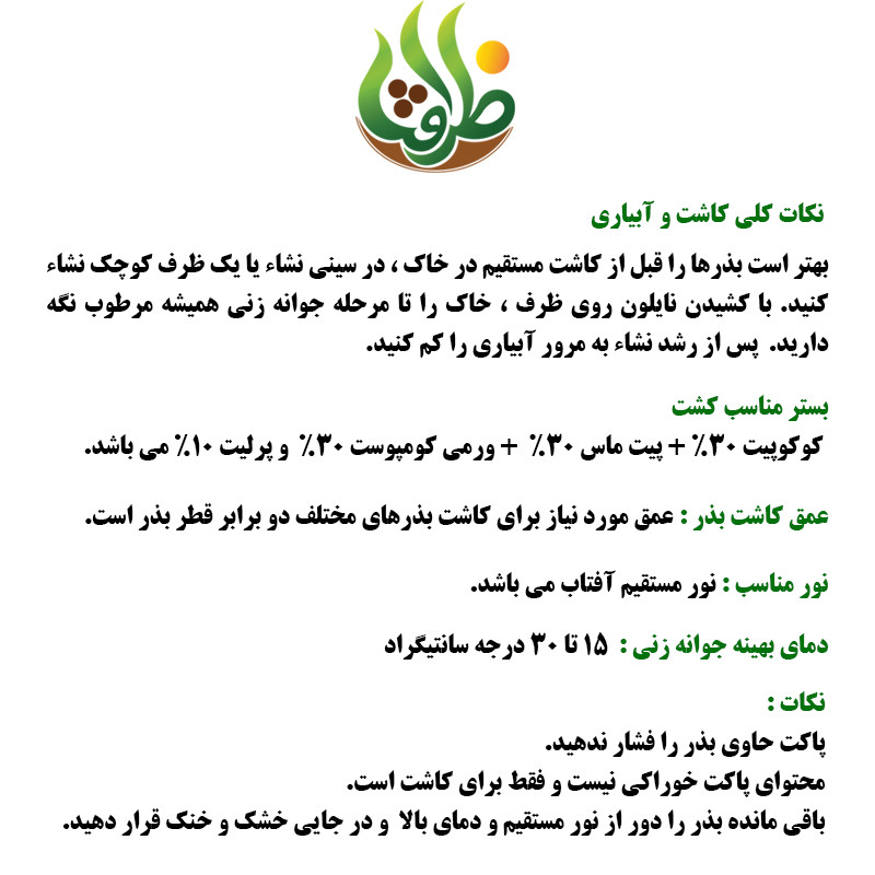 بذر کدو خورشتی سبز تیره ظرافت مدل BZ29654