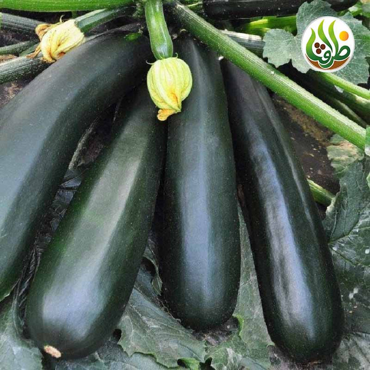 بذر کدو خورشتی سبز تیره ظرافت مدل BZ29654