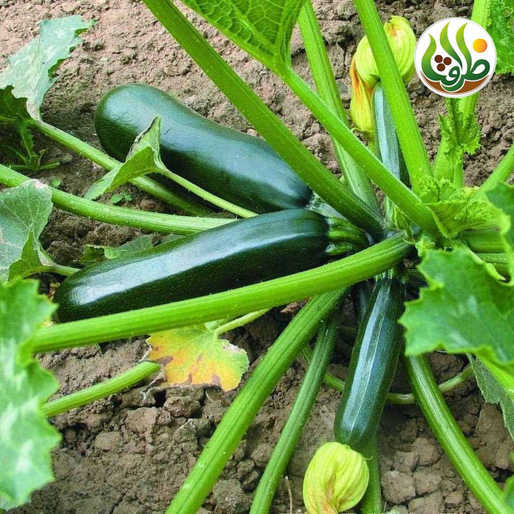 بذر کدو خورشتی سبز تیره ظرافت مدل BZ29654