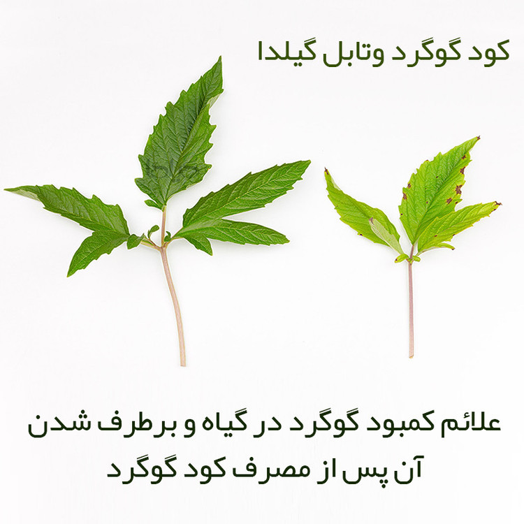 کود گوگرد و تابل گیلدا مدل Sur وزن 25 گرم