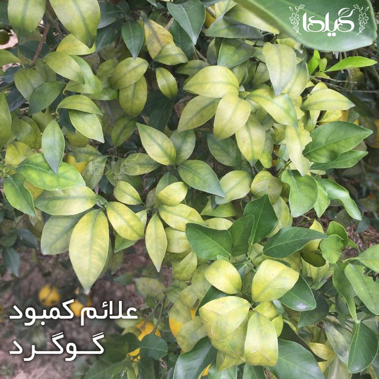کود گوگرد و تابل گیلدا مدل Sur وزن 25 گرم
