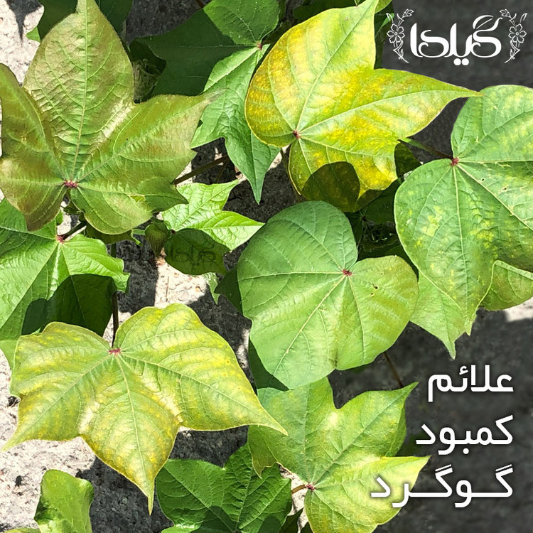 کود گوگرد و تابل گیلدا مدل Sur وزن 25 گرم