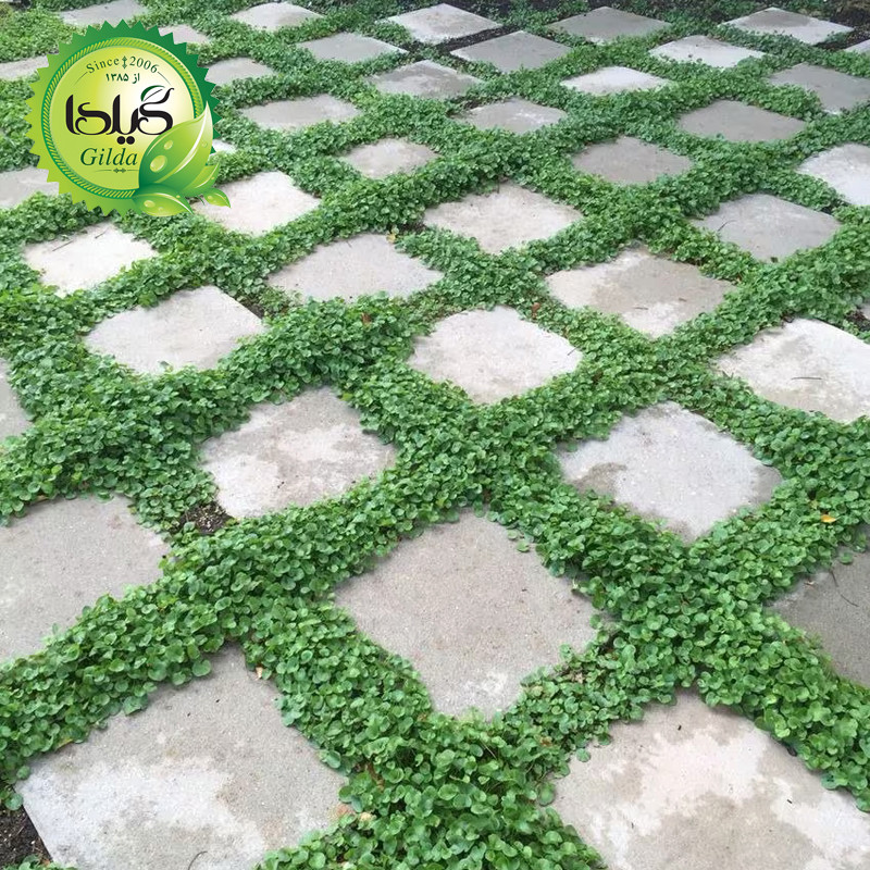 بذر چمن دایکوندرا گیلدا کد 441