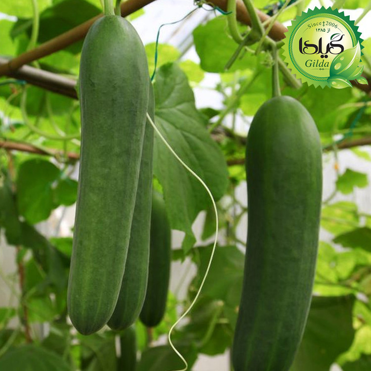 بذر خیار درختی گیلدا کد 648