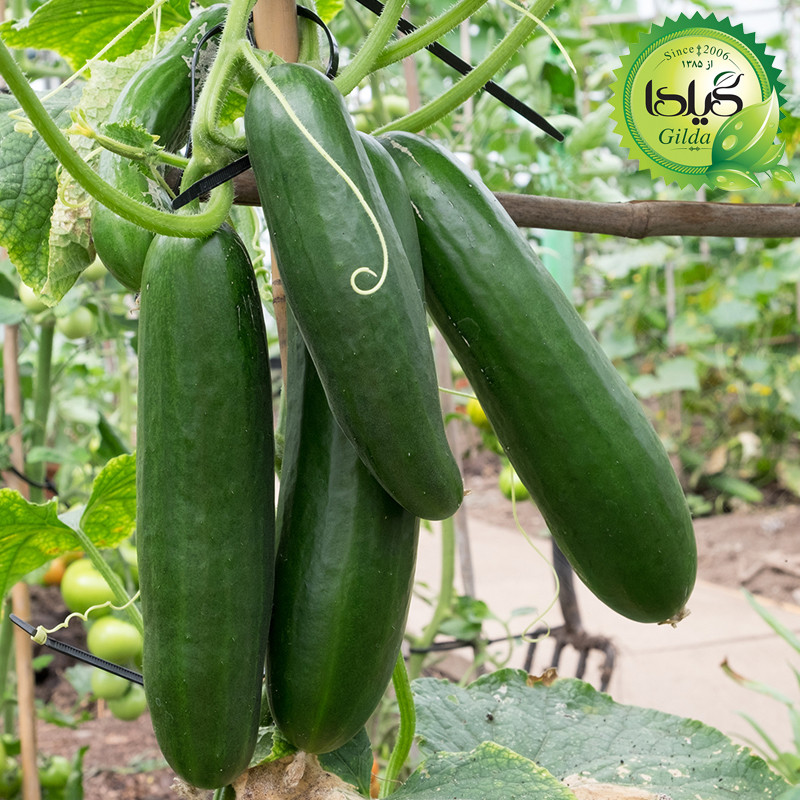 بذر خیار درختی گیلدا کد 648