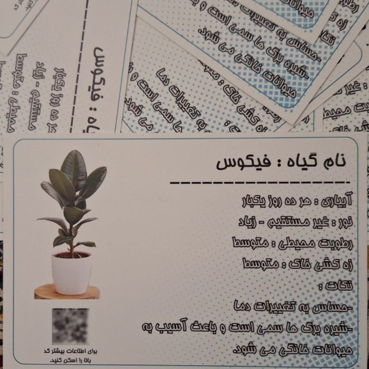 ماکت تزیینی مدل اتیکت PVC ضد آب معرفی گیاه (فیکوس) مجموعه ۵ عددی