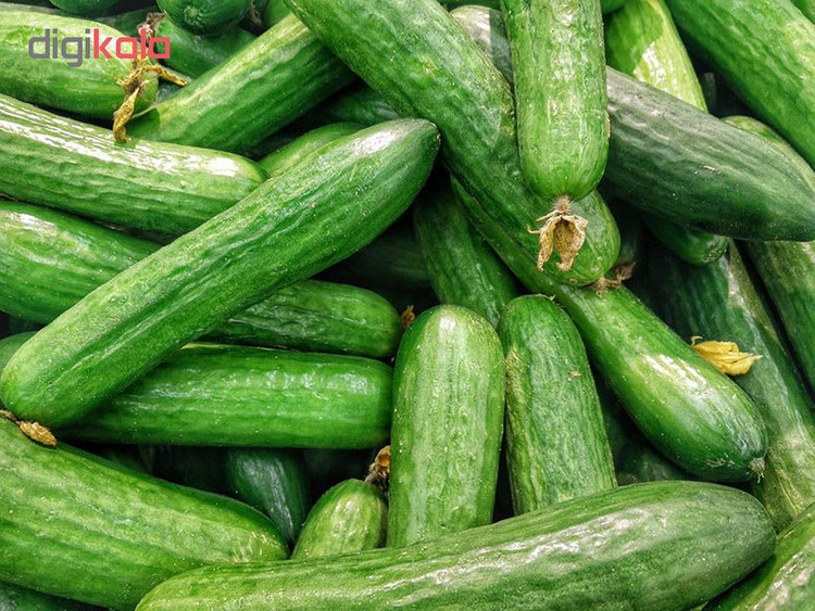 بذر خیار بوته ای هیبرید کد 111