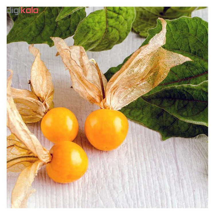 بذر میوه فیسالیس کد 002