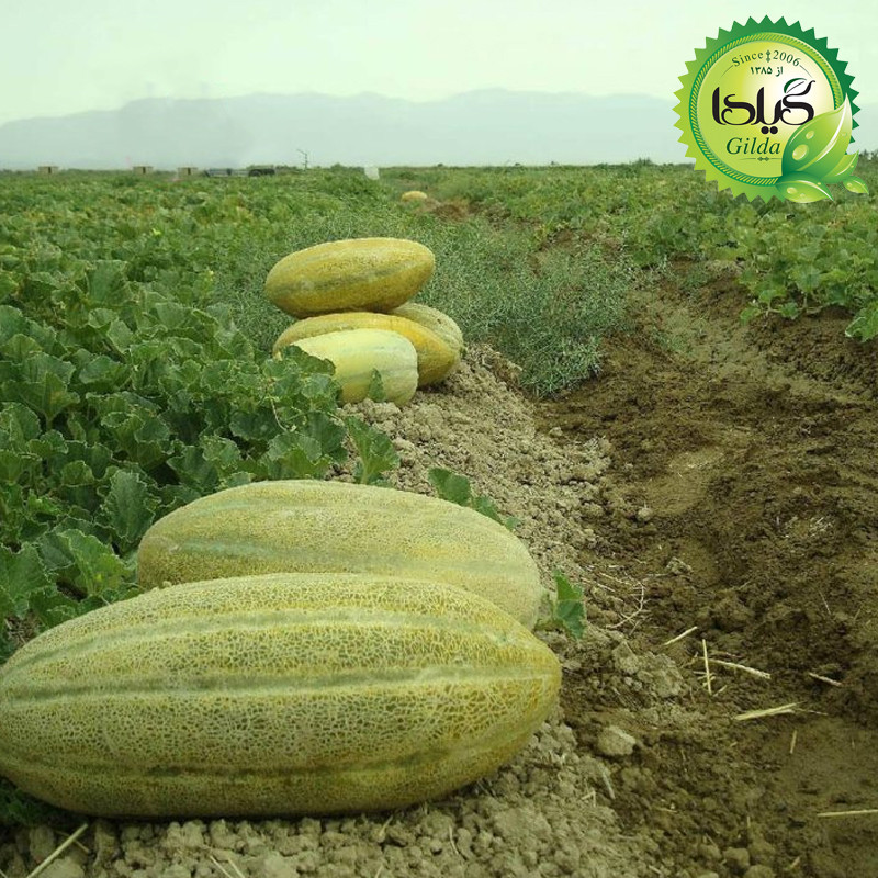 بذر خربزه خاتونی گیلدا کد 755