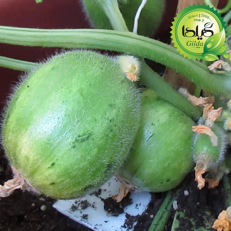 بذر خیار گرد کاروسل گیلدا کد 627